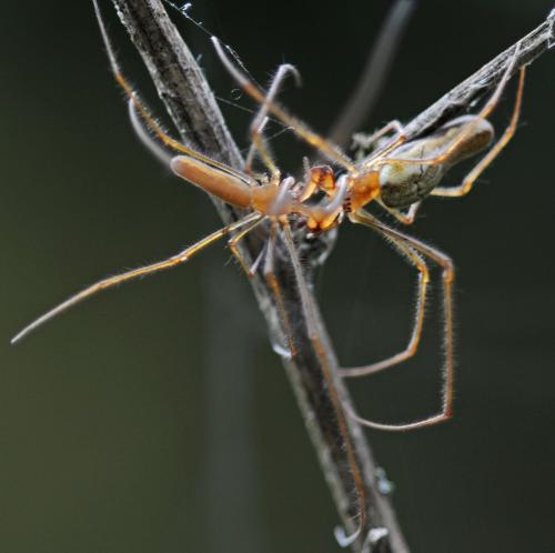 Tetragnatha sp.